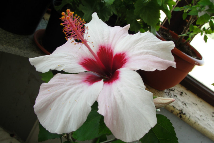  - B-hibiscus-2012 3