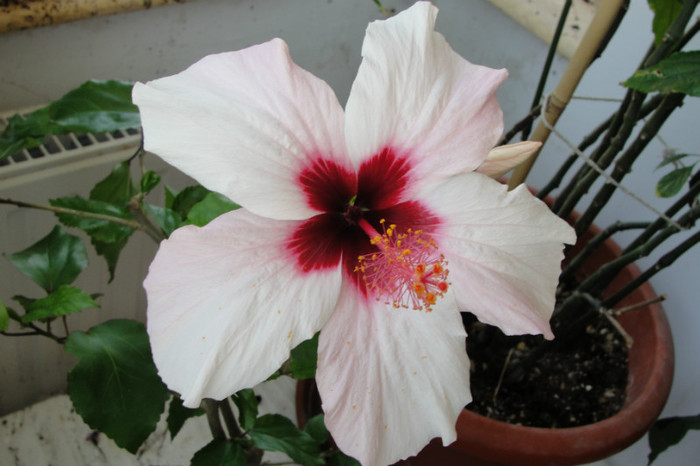 05.07.12 - B-hibiscus-2012 3