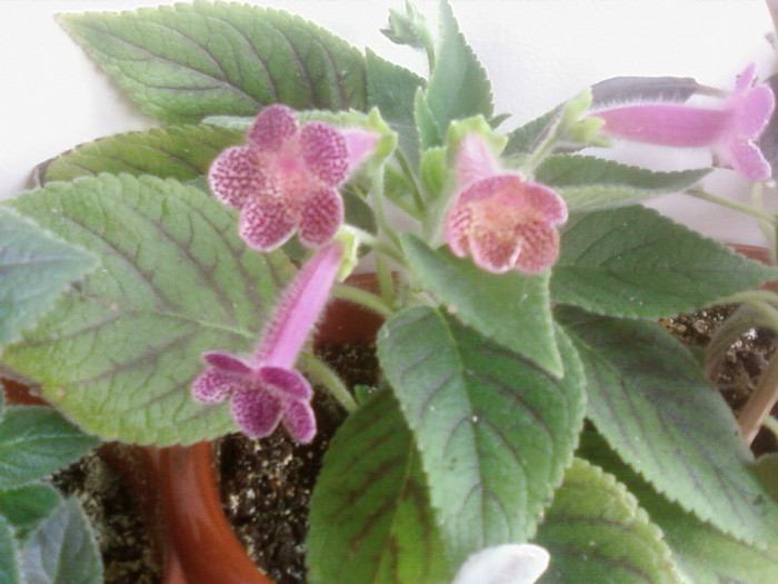 ampallang - Kohleria