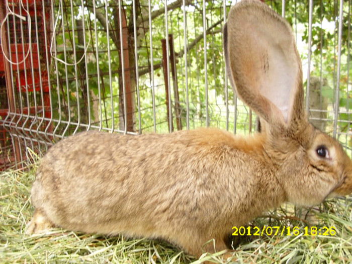 Picture 712 - 0  aaaa iepuri de vanzare tatuati vaccinati adevarati2012