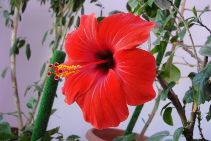 hibi Camdenii - B-hibiscus-2012 3