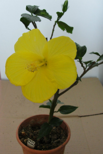 hibi Creta - B-hibiscus-2012 3