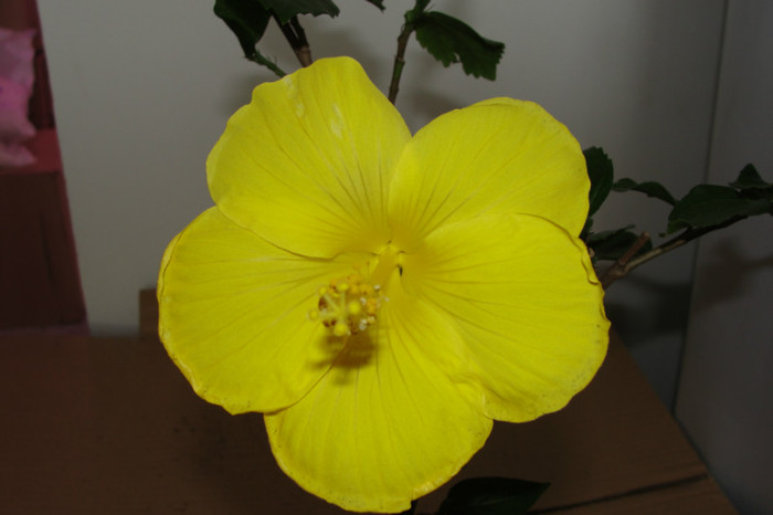 - B-hibiscus-2012 3