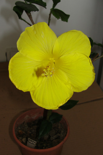 05.07.12 - B-hibiscus-2012 3