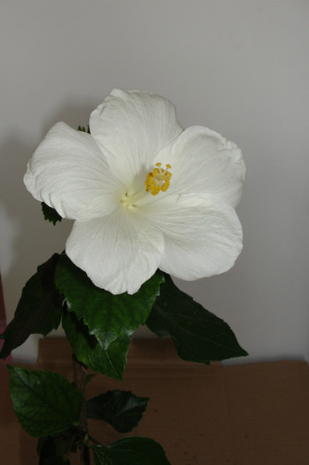 hibi Truly Fair - B-hibiscus-2012 3