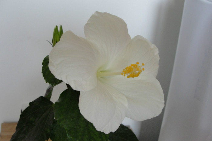 05.07.12 - B-hibiscus-2012 3