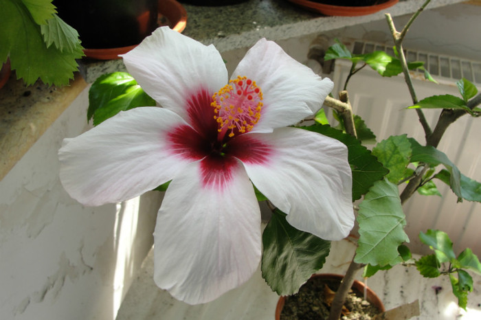 hibi Natal - B-hibiscus-2012 3