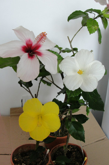 hibi Natal , Kreta, Truly Fair - B-hibiscus-2012 3