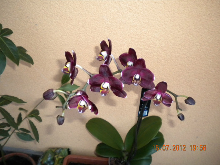 noua achizitie - orhidee 2012