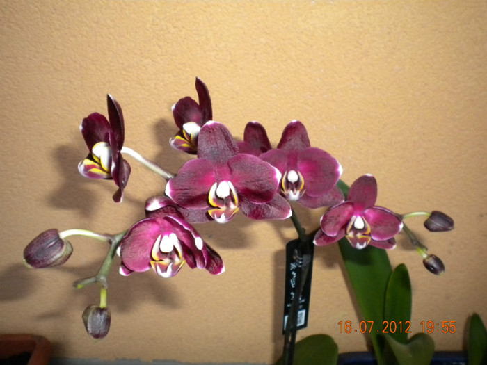  - orhidee 2012