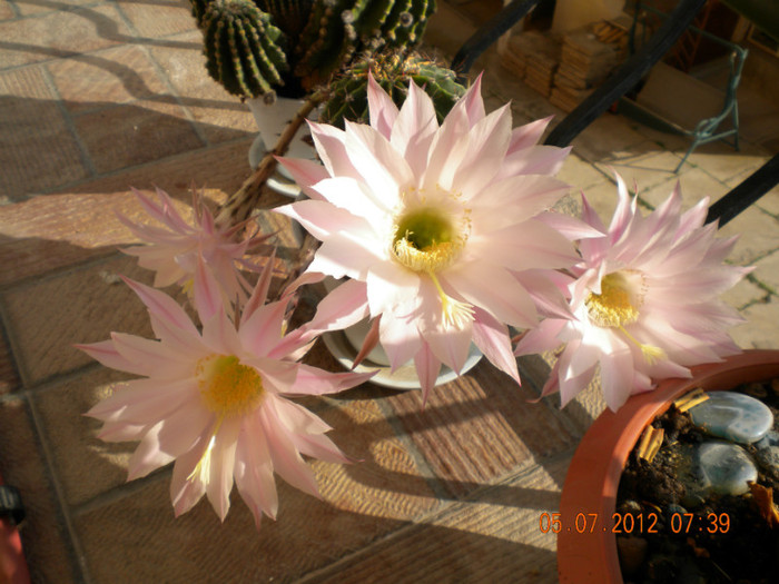cactus roz! - flori 2012