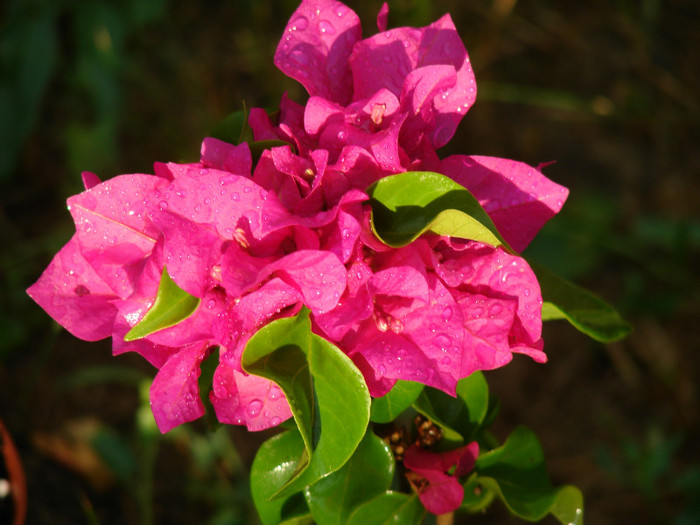 DSC00406 - Bougainvillea