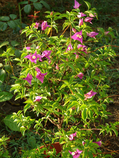 DSC00408 - Bougainvillea