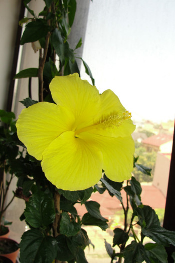hibi Senegal - B-hibiscus-2012 3