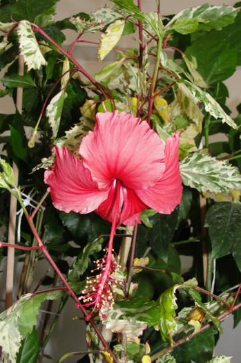 hibi Snow Queen - B-hibiscus-2012 3