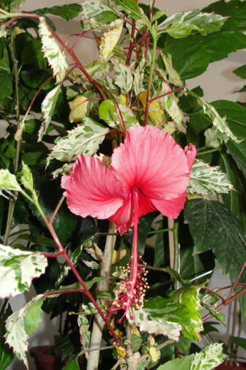 08.07.12 - B-hibiscus-2012 3