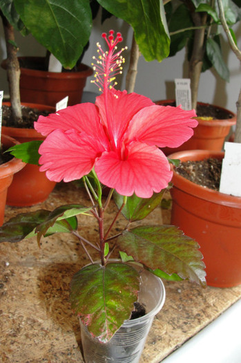  - B-hibiscus-2012 3