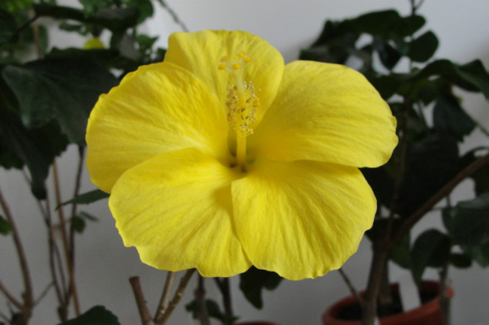 hibi Kreta - B-hibiscus-2012 3