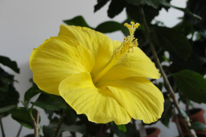  - B-hibiscus-2012 3