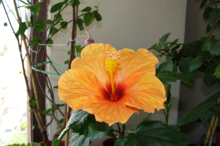 - B-hibiscus-2012 3