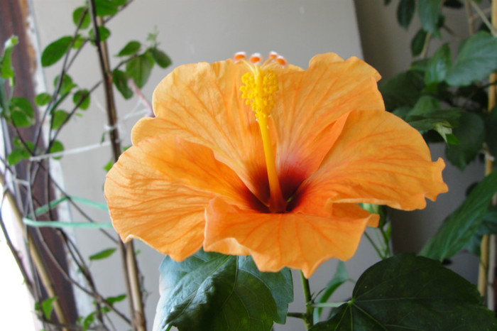  - B-hibiscus-2012 3