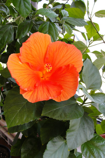  - B-hibiscus-2012 3