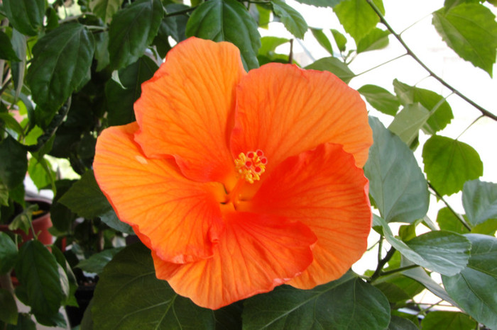 hibi Gator Orange - B-hibiscus-2012 3