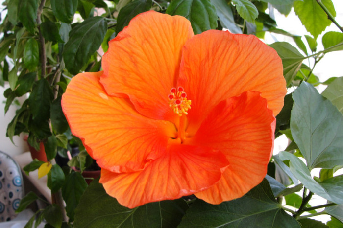  - B-hibiscus-2012 3