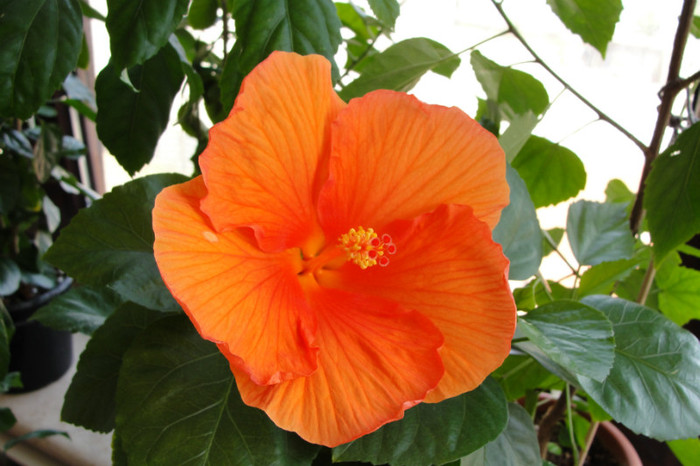 09.07.12 - B-hibiscus-2012 3
