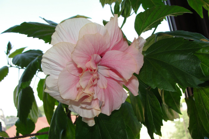 hibi roz pal batut - B-hibiscus-2012 3