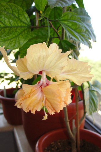 hibi el capitolio sport of sport - B-hibiscus-2012 3