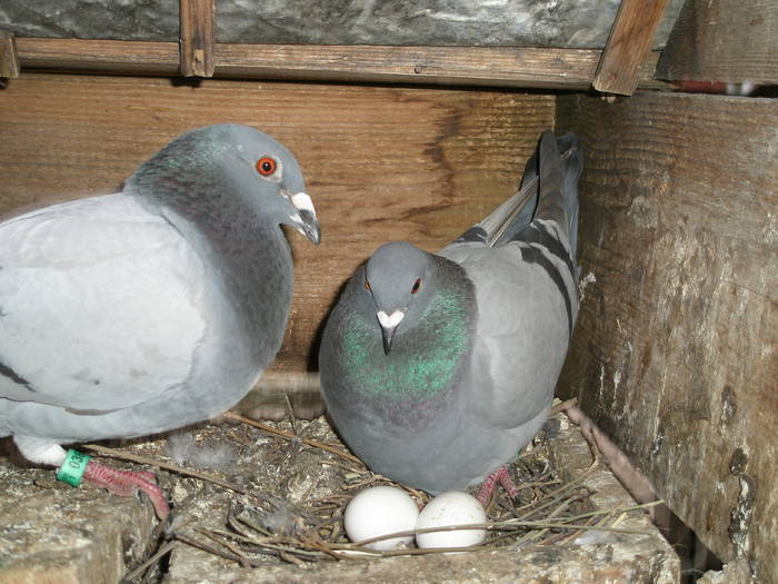 P1013485 - 01---- aici ----  VANZARI-CUMPARARI_pasari_porumbei