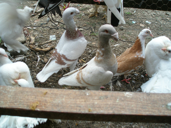 mascul de vanzare 2011