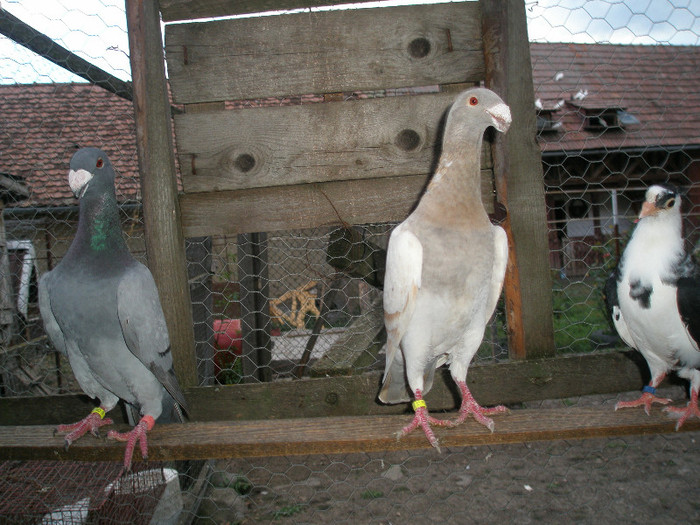 mascul de vanzare 2011