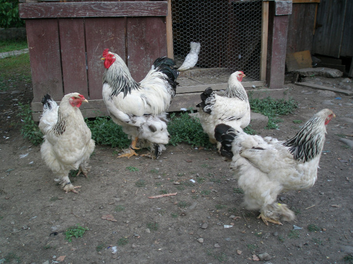 familie de vanzare 1 2