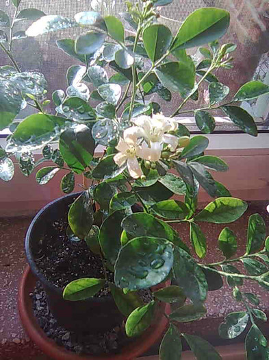 Murraya Paniculata
