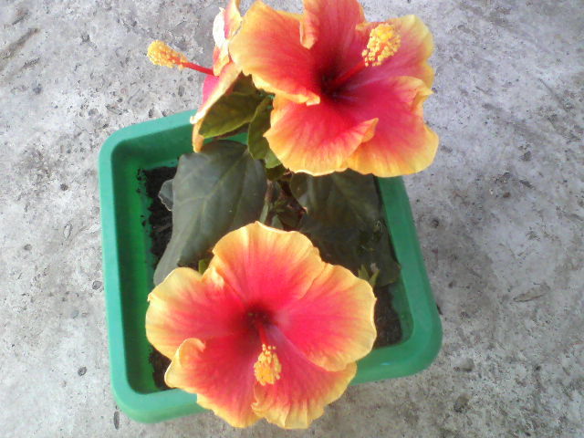 P14-07-12_12.52 - hibiscus