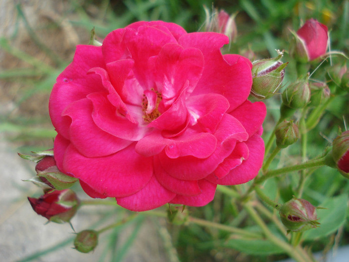 Rose Leipzig (2011, July 23) - Rose Leipzig