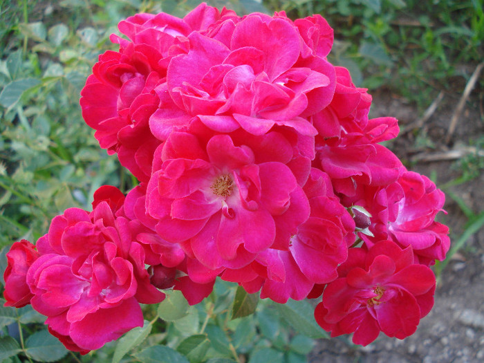 Rose Leipzig (2011, August 02)