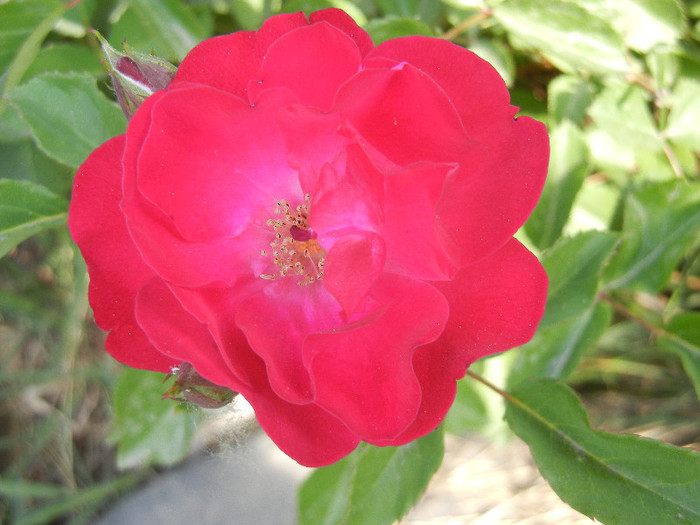 Rose Leipzig (2012, May 13) - Rose Leipzig