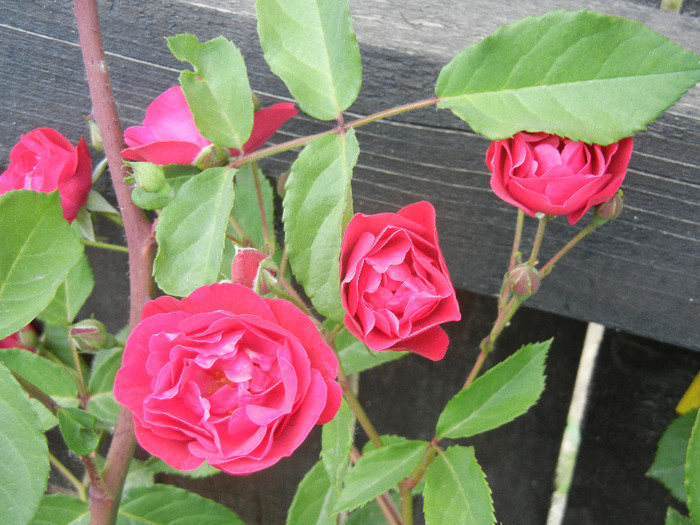 Rose Leipzig (2012, May 13) - Rose Leipzig