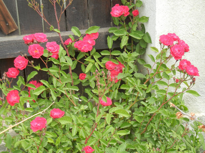 Rose Leipzig (2012, May 15)