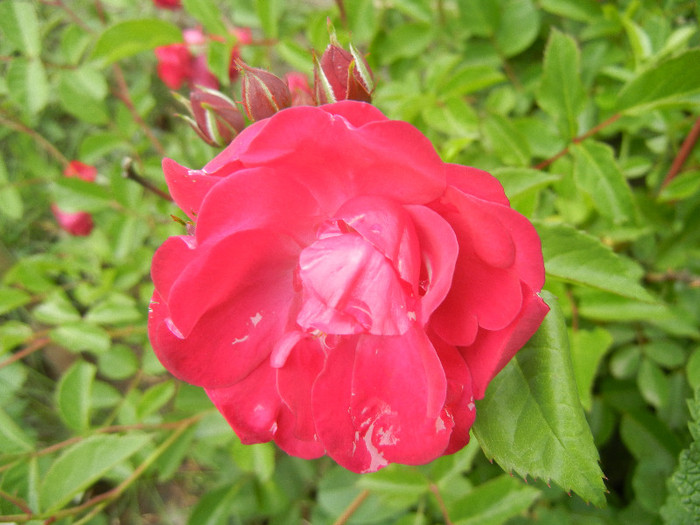 Rose Leipzig (2012, May 18)