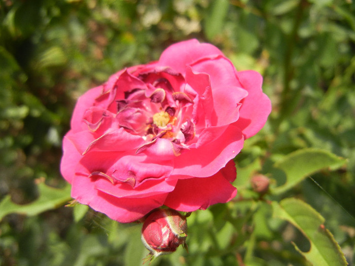 Rose Leipzig (2012, July 16) - Rose Leipzig