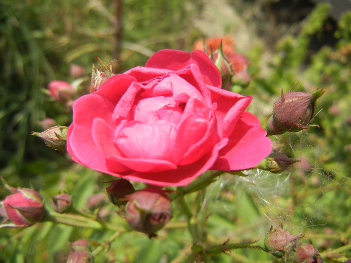 Rose Leipzig (2012, July 16) - Rose Leipzig