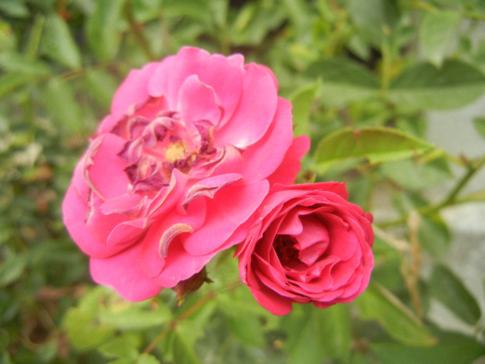 Rose Leipzig (2012, July 17)