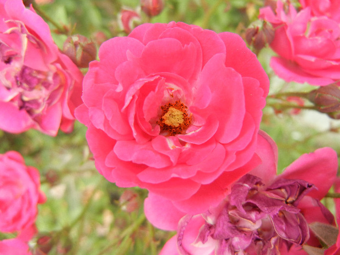 Rose Leipzig (2012, July 17) - Rose Leipzig