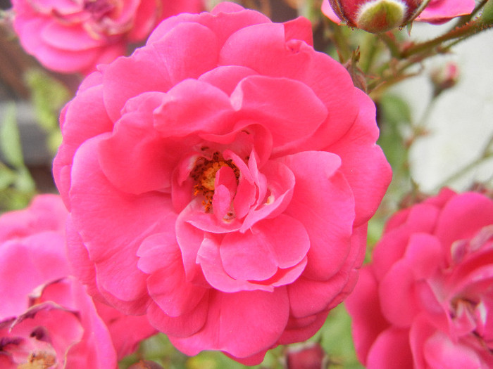 Rose Leipzig (2012, July 17)