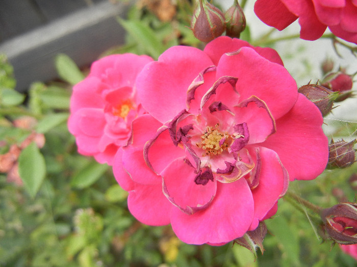 Rose Leipzig (2012, July 17) - Rose Leipzig