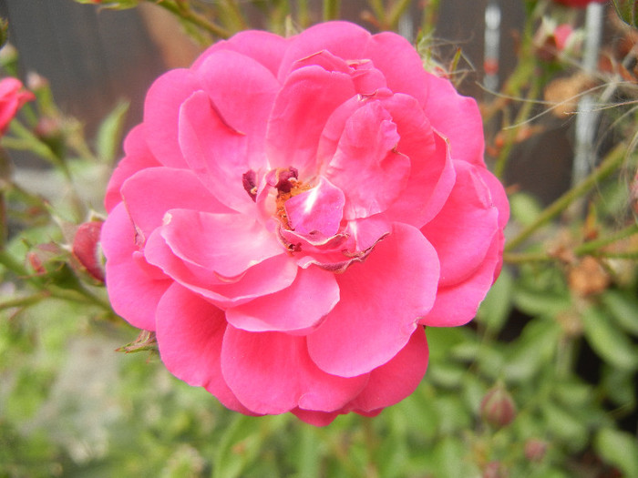 Rose Leipzig (2012, July 17) - Rose Leipzig